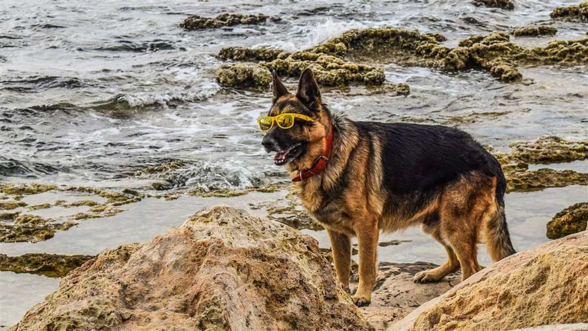 Mit dem Hund nach Italien: Alles, was Sie wissen müssen