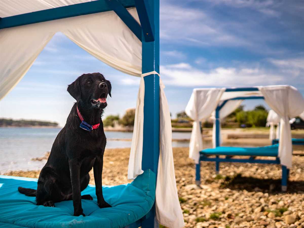 Tierärztliche Versorgung in Kroatien: Tipps für den Notfall