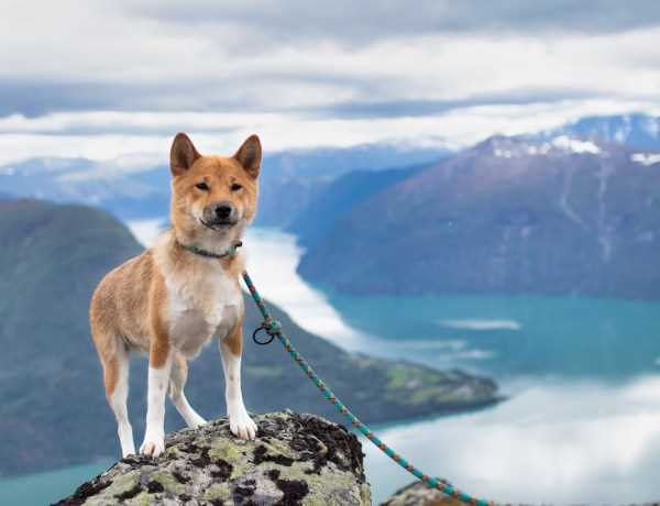 Gesetzliche Bestimmungen und Vorschriften für Hunde in Norwegen