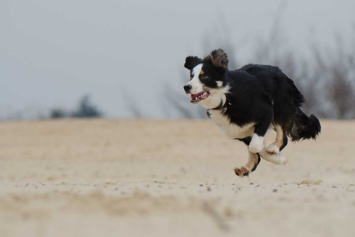 5. Hundestrand von Ribersborg, Malmö