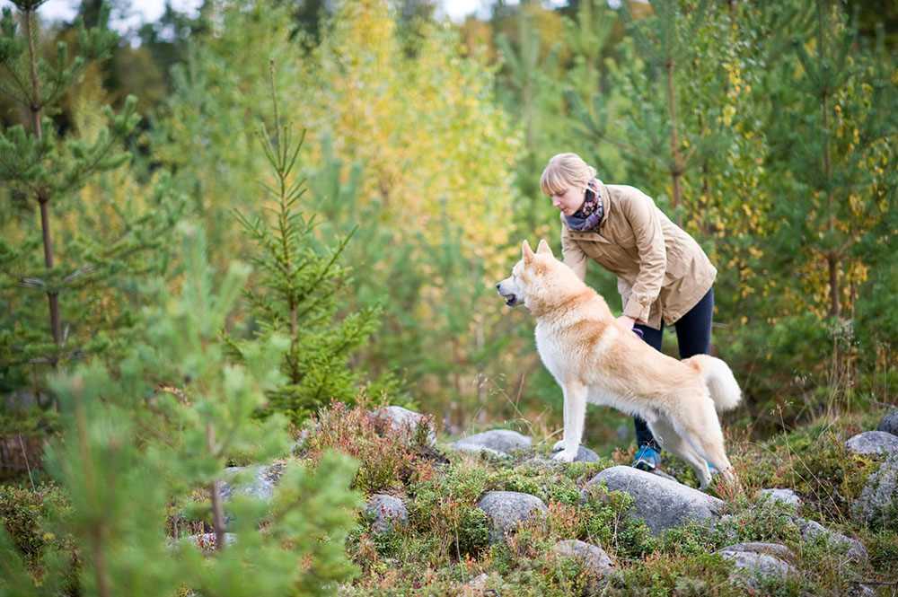 Hundestrände in Schweden: Eine Liste der besten Orte