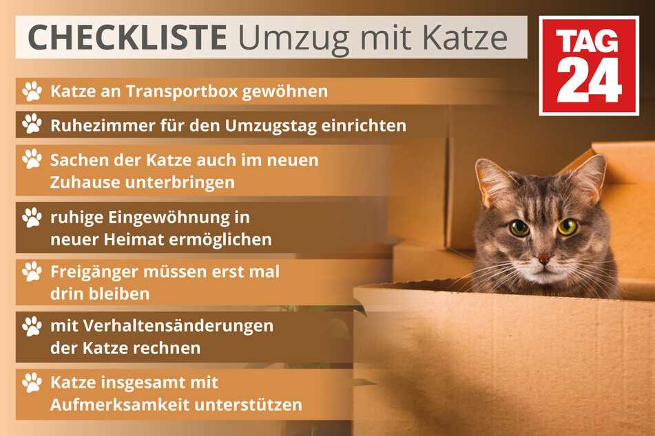 2. Geben Sie Ihrer Katze Zeit