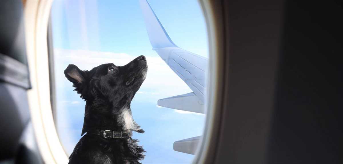 Tipps für einen stressfreien Flug mit dem Hund