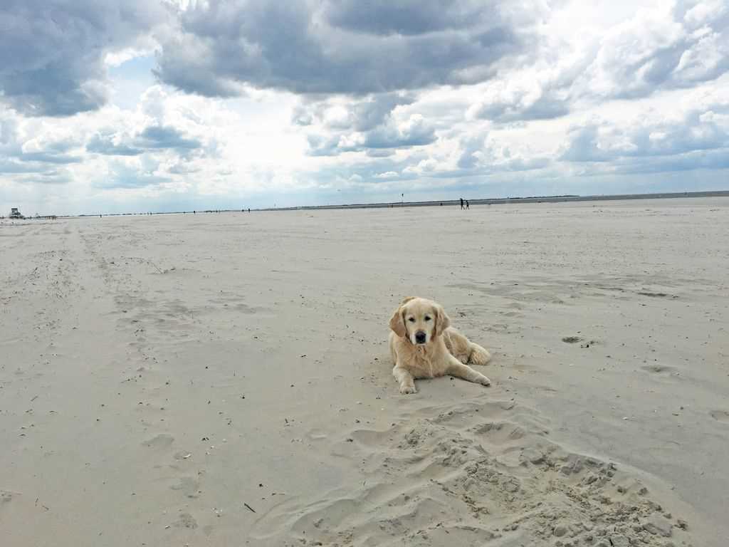 mit hund am strand d816rwdn