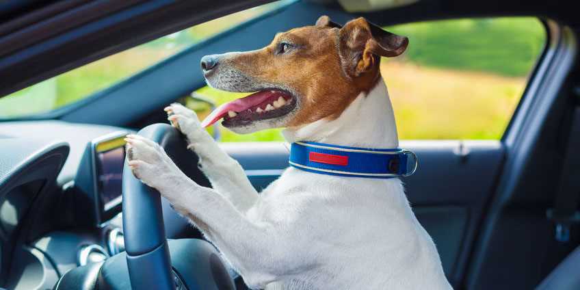 Gurten Sie Ihren Hund sicher im Auto an