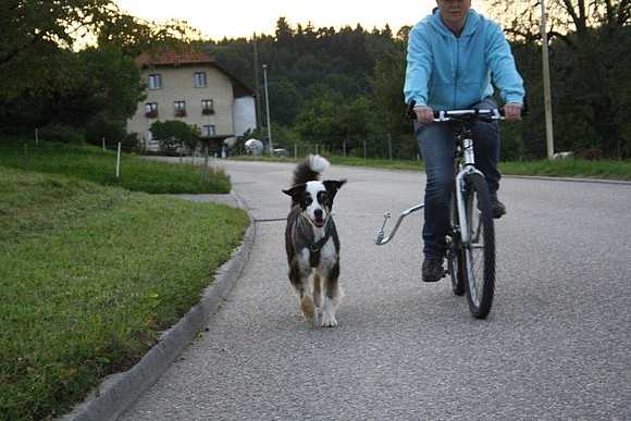 Training Ihres Hundes für das Fahrradfahren