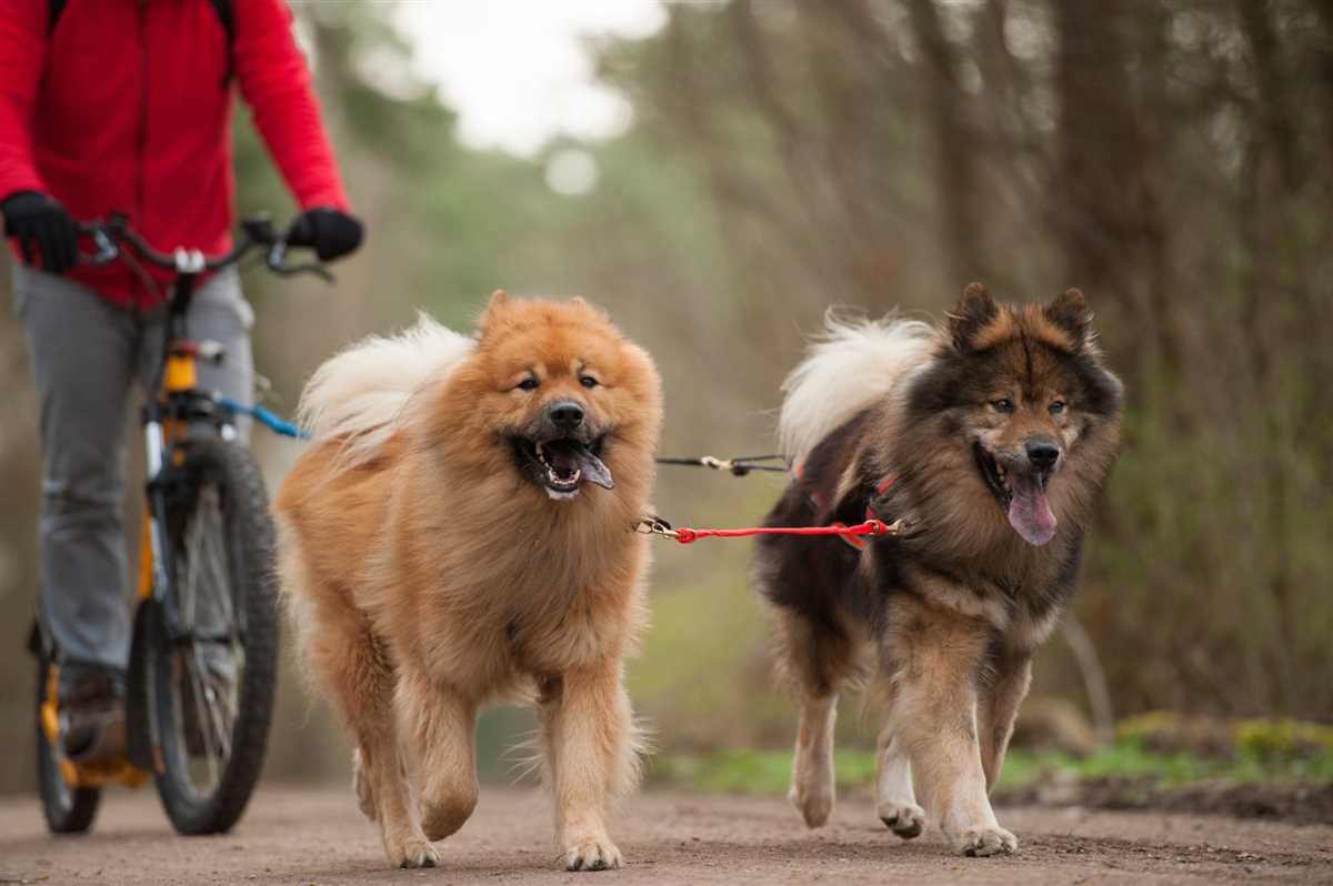 2. Integrieren Sie den Hund allmählich ins Fahrradfahren