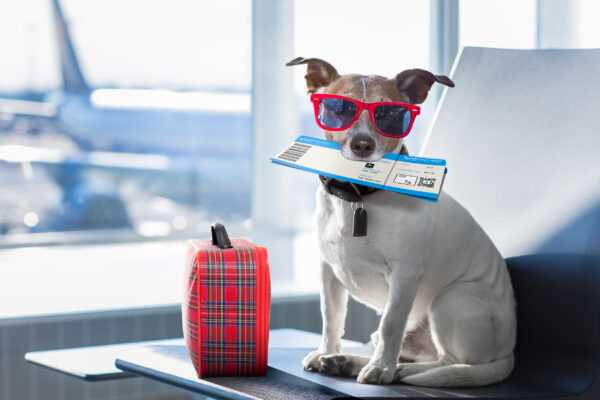 Tipps zum Sparen bei Flugreisen mit Hund