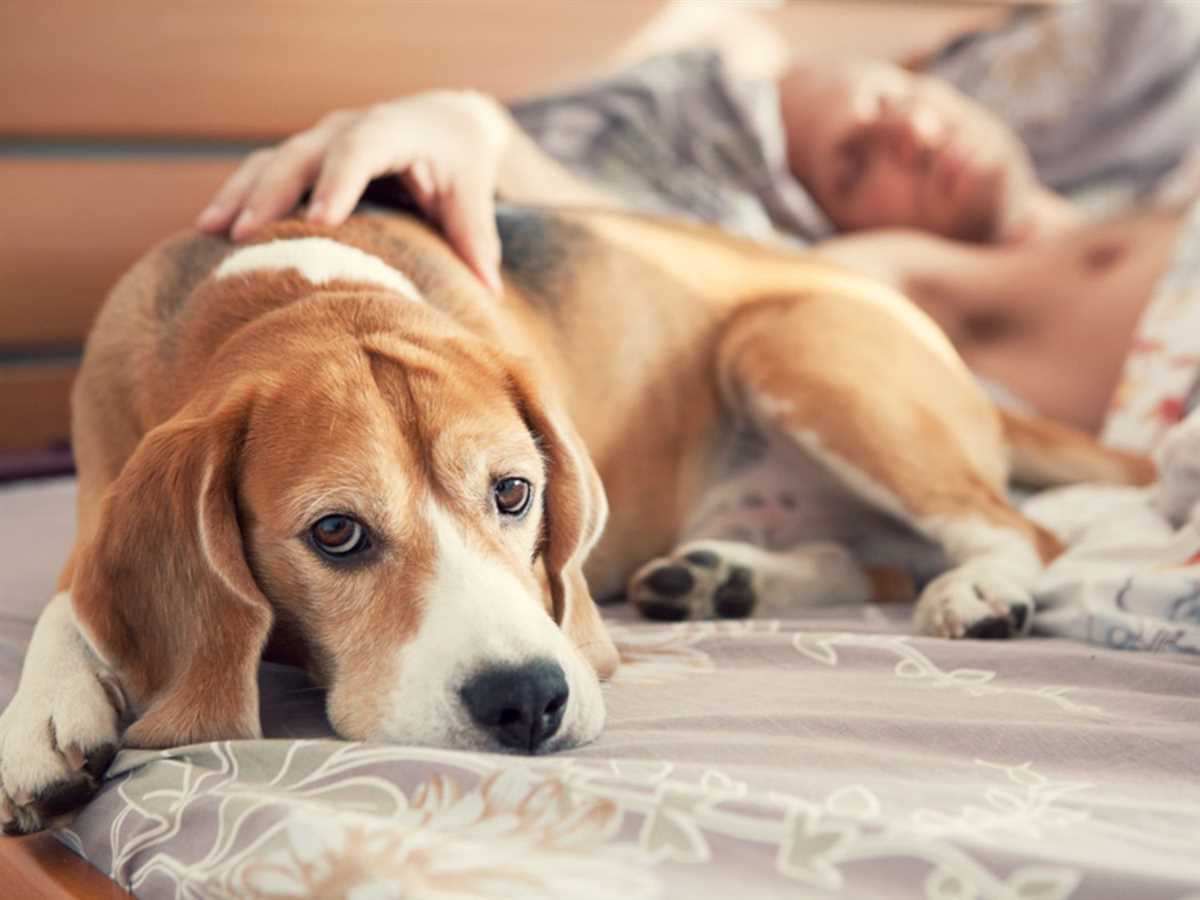 Mit Hund im Bett schlafen: Vor- und Nachteile für Mensch und Tier