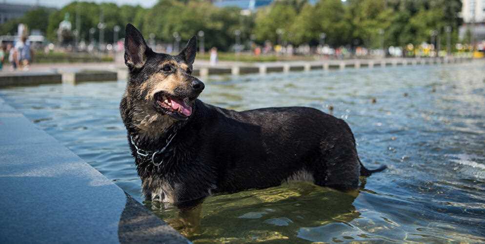 Hundefreundliche Cafés und Restaurants in Berlin