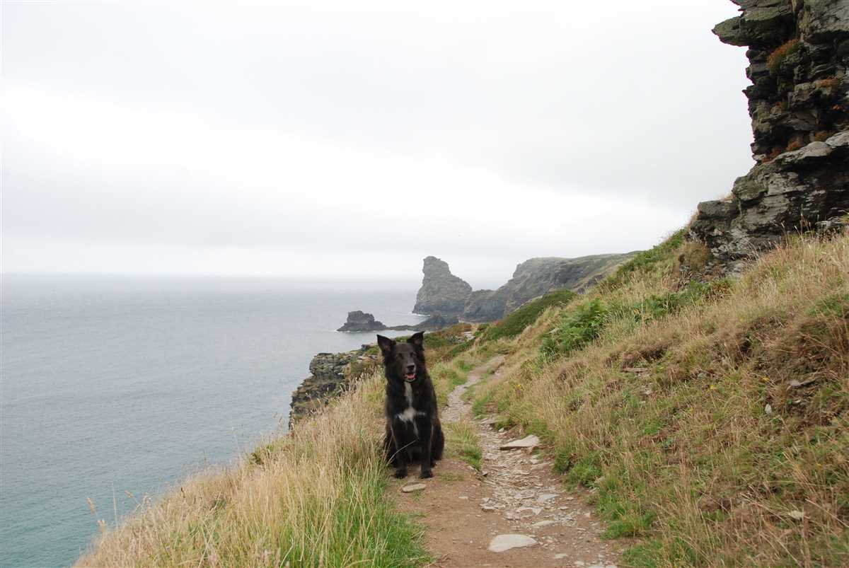 Mit Hund nach England fahren: Tipps und Vorschriften für eine reibungslose Reise