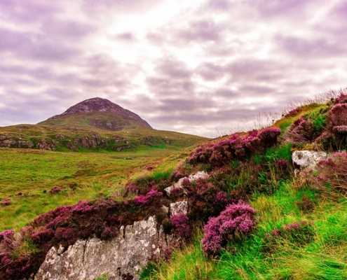 Mit Hund nach Irland: Tipps und Informationen für eine hundefreundliche Reise