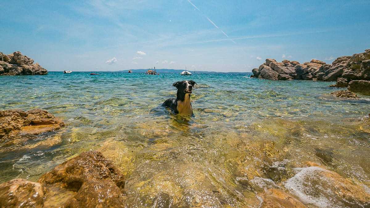 Tipps für die Gesundheit des Hundes in Kroatien