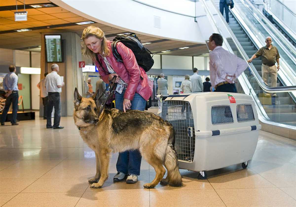 Flugbuchung und Flugregeln für Haustiere