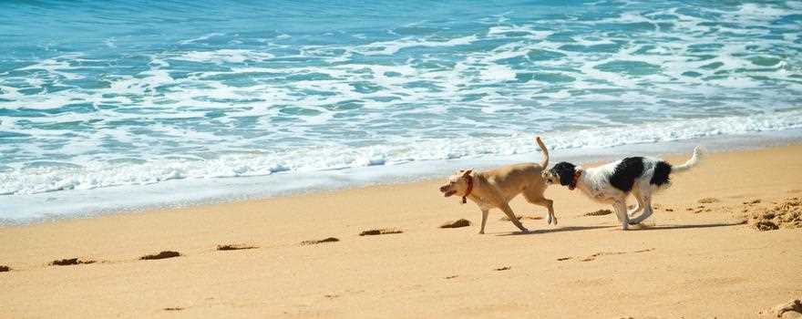 Mit Hund nach Mallorca fliegen: Tipps und Informationen