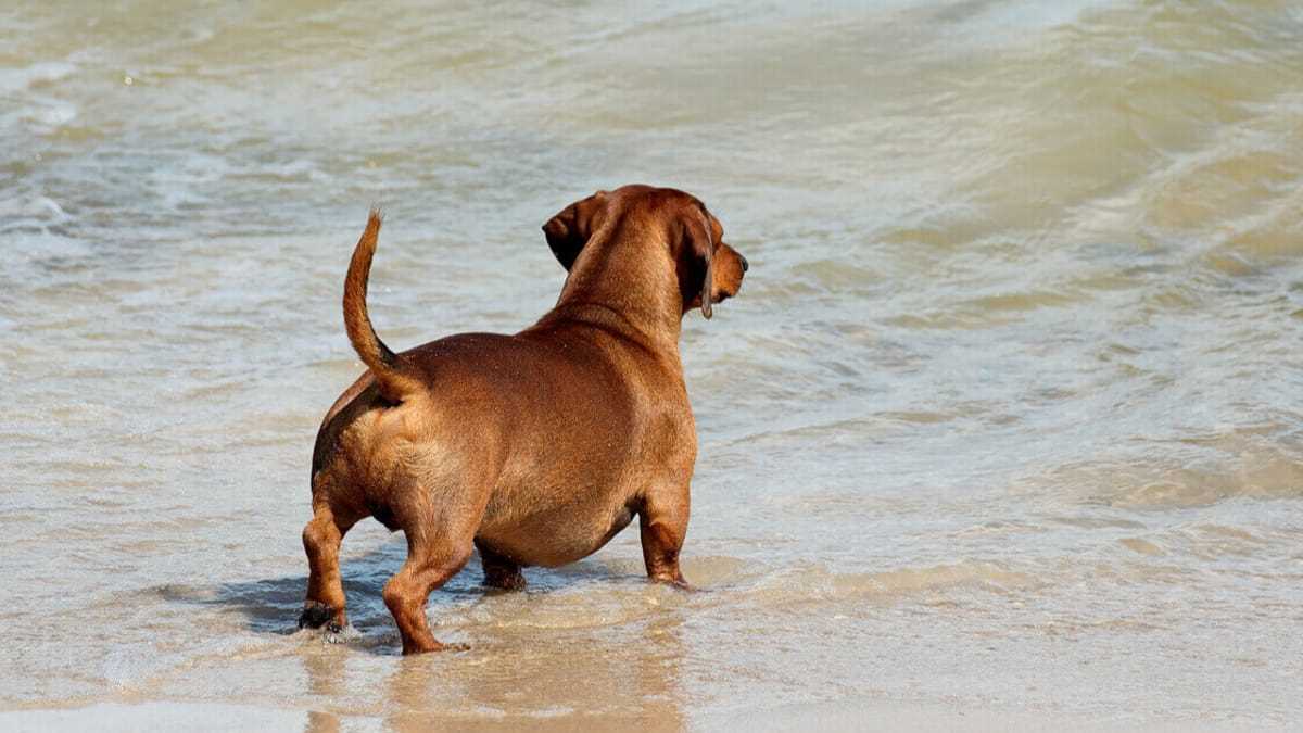 Hundefreundliche Orte und Aktivitäten in Polen