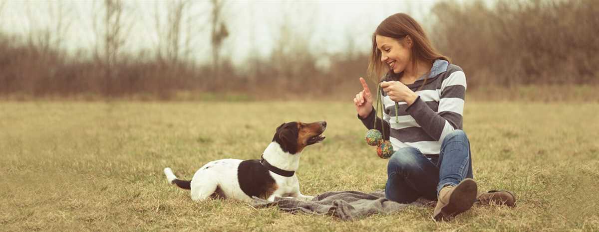 Tipps zur erfolgreichen Durchführung des Hundetrainings