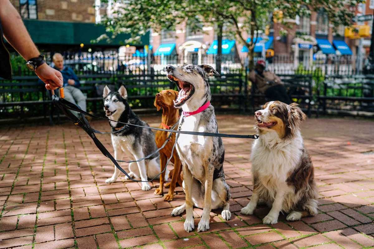 Mit Hunden arbeiten und Geld verdienen: Die besten Möglichkeiten