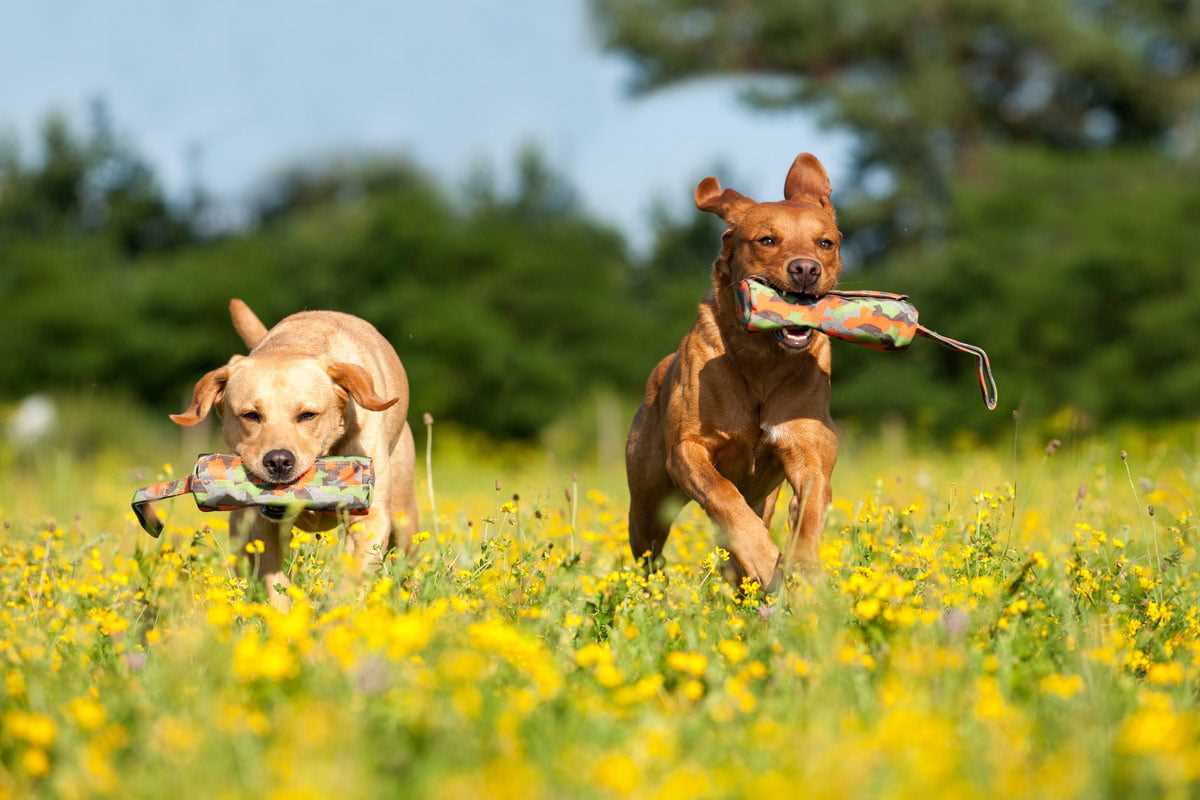 Interaktive Spielsachen für Hunde