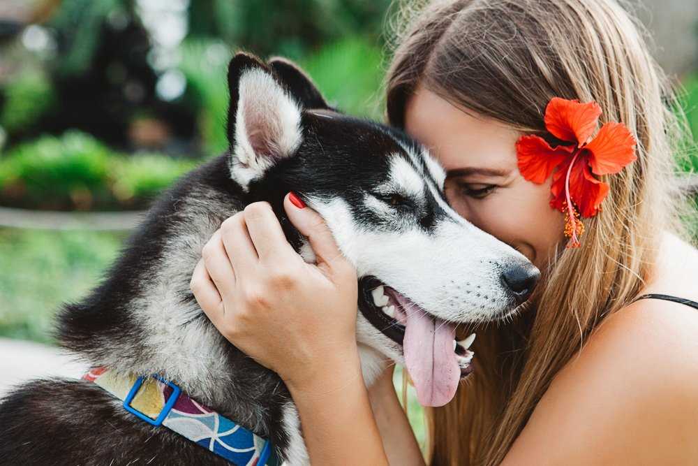 Wasserspiele für Hunde