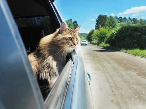 Mit Katze Auto fahren: Tipps und Tricks für eine stressfreie Fahrt