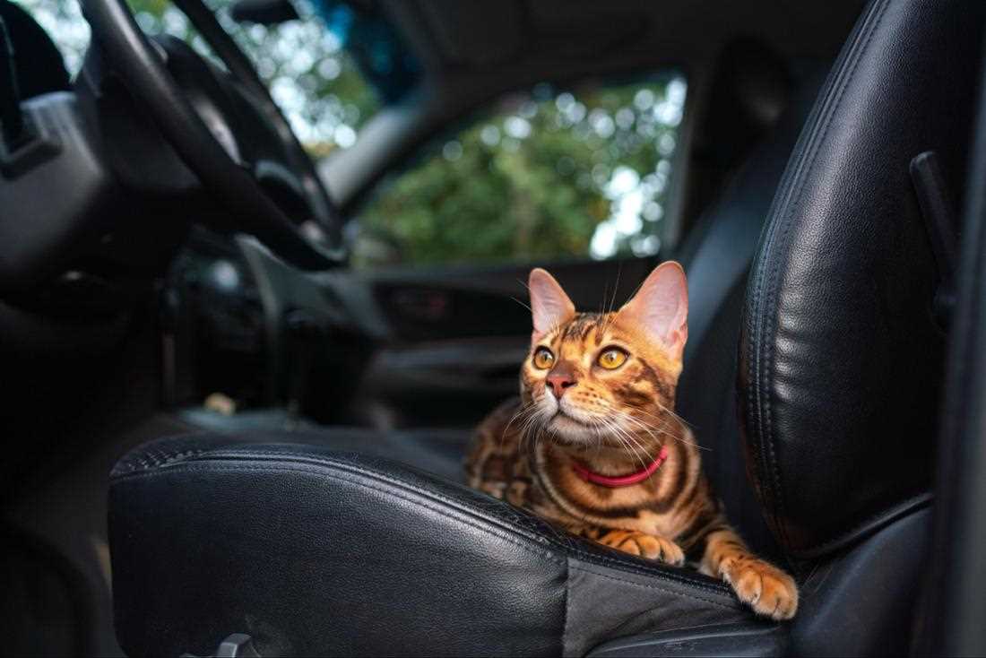 Katzensicherheit im Auto