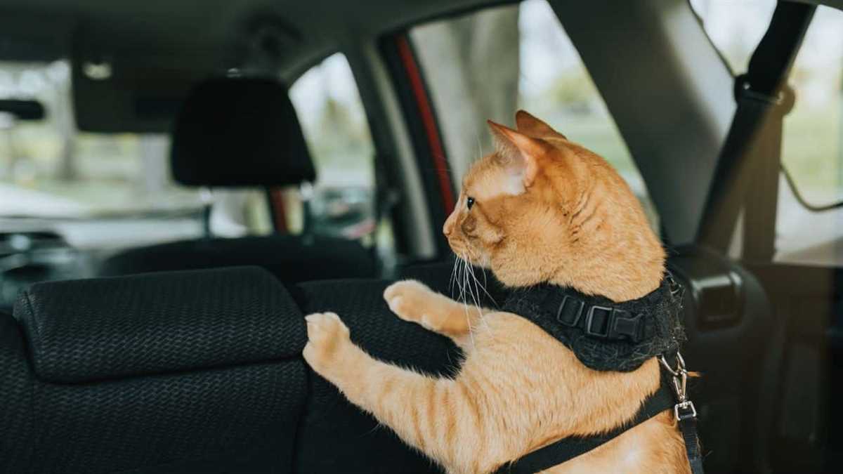 Katzentransportbox verwenden