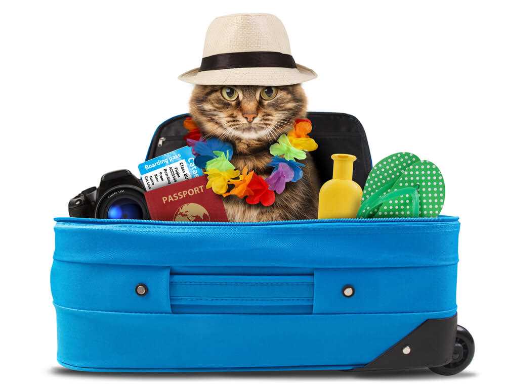 Reiseutensilien für deine Katze