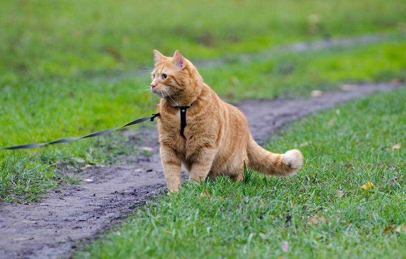 Mit Katze spazieren gehen: Tipps und Tricks für entspannte Ausflüge