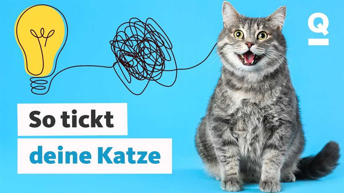 Verhalten deuten: Wie man die Absichten einer Katze erkennt