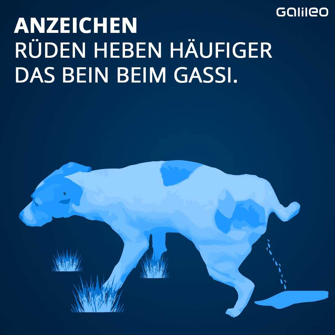 Wie lange dauert die Pubertät beim Hund?