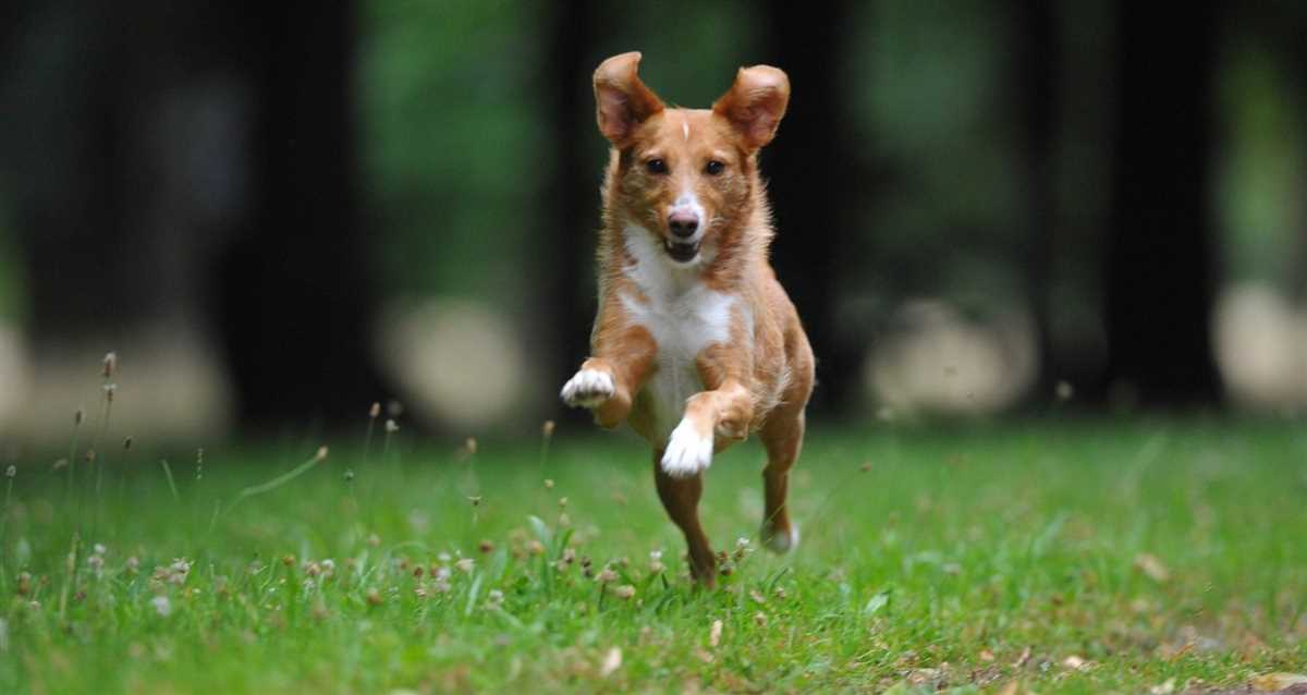 4. Den Hund auslasten