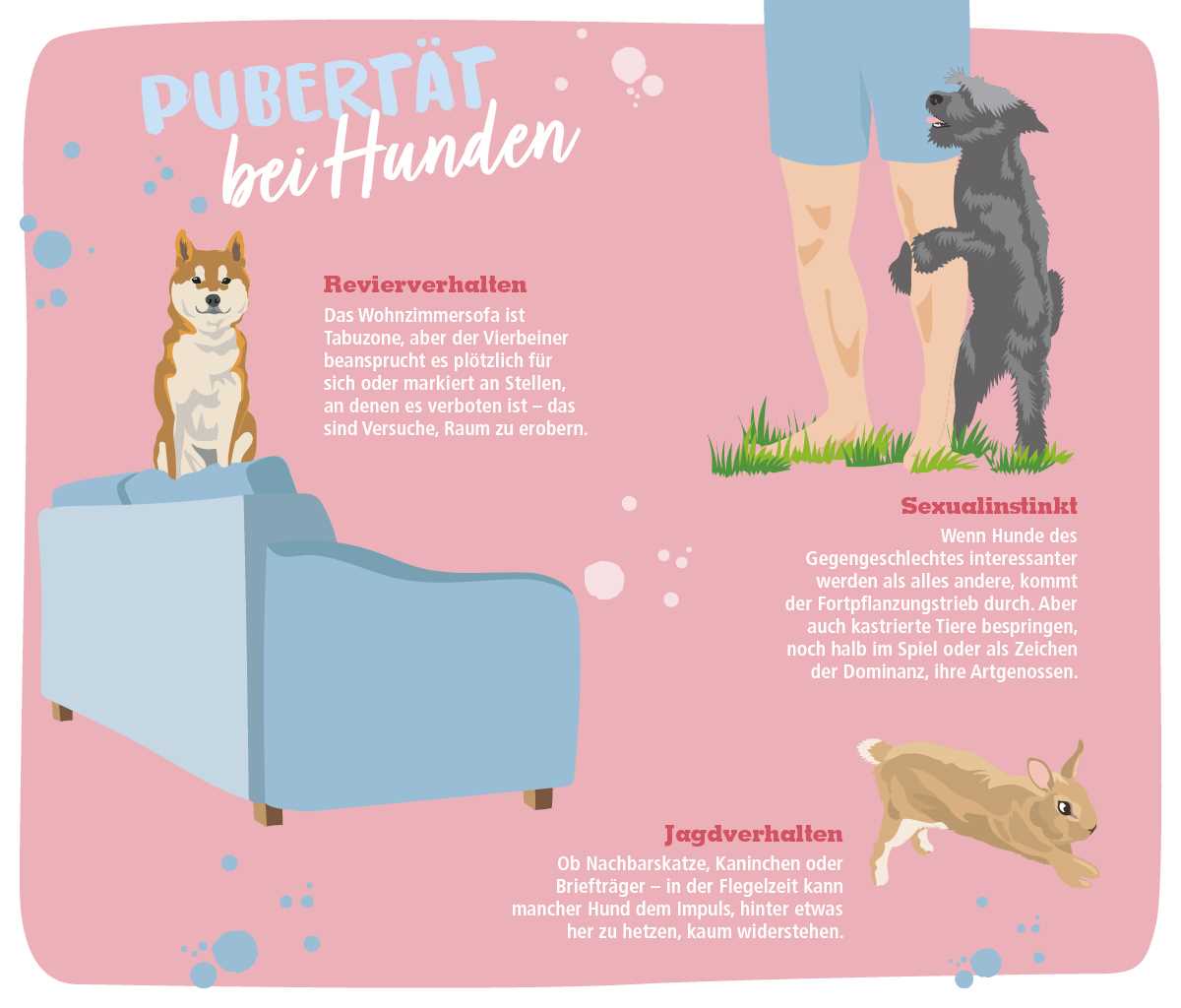 4. Halten Sie Ihren Hund von anderen Hunden fern