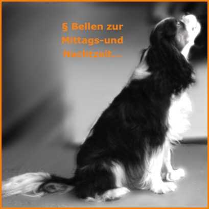 Wann darf ein Hund bellen? Gründe und Lösungen