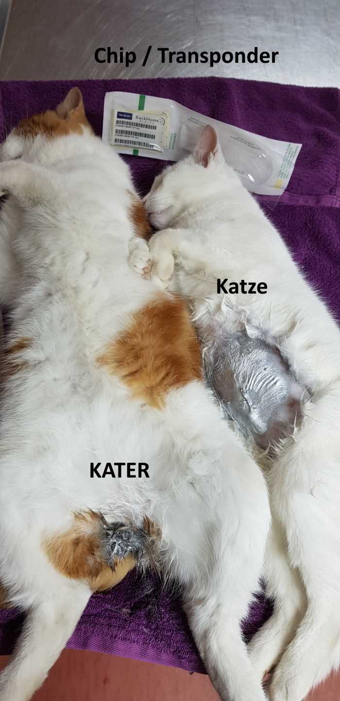 Wann kann die Katze nach der Kastration wieder nach draußen?