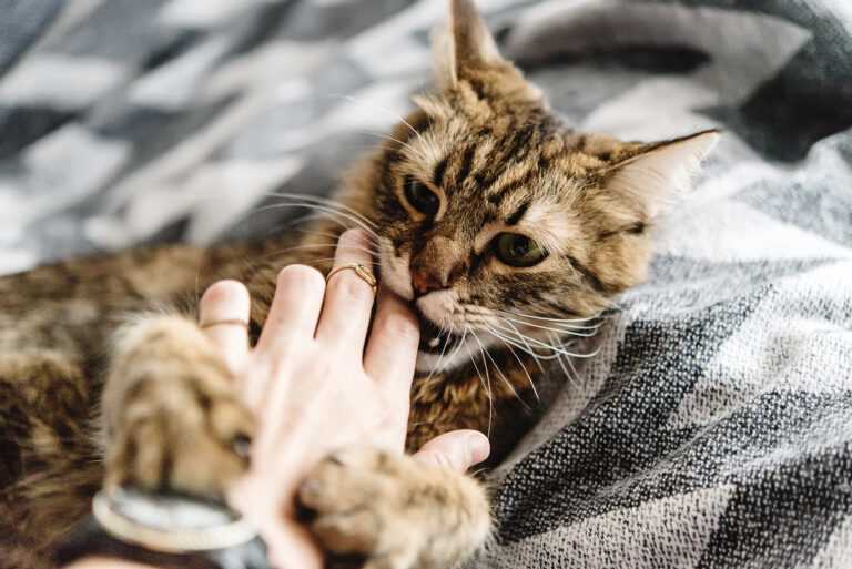 Verhindern Sie, dass Ihre Katze an der Operationsstelle leckt oder kratzt