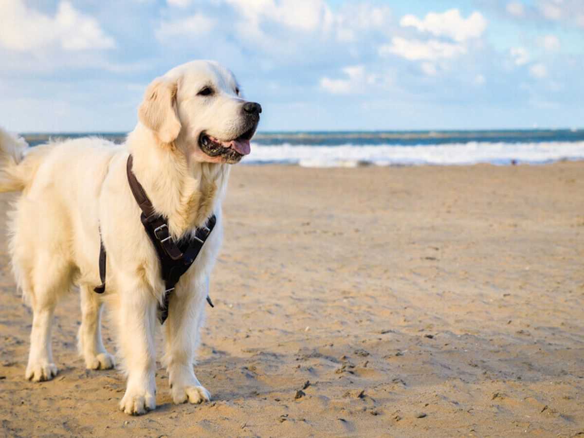 Wann dürfen Hunde in Holland an den Strand? | Tipps und Regeln für Hundebesitzer