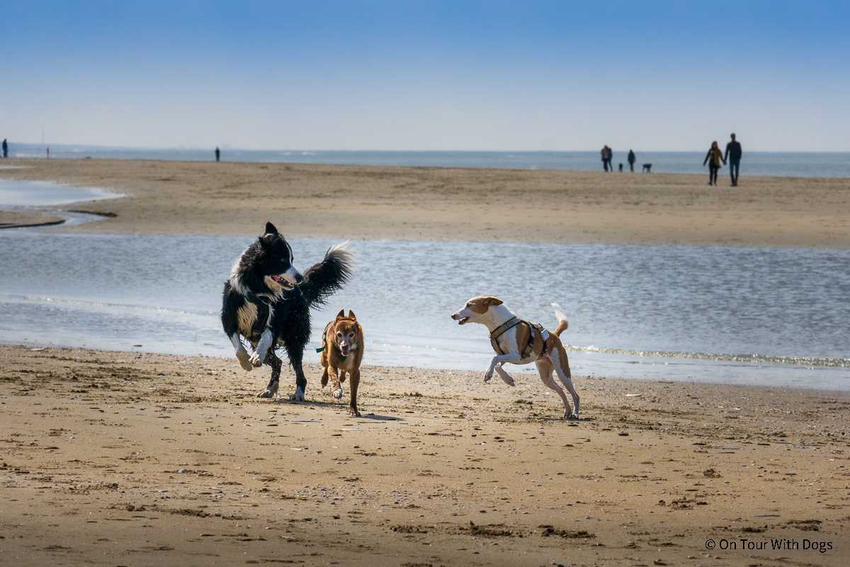 Holland bietet viele Möglichkeiten für Hundebesitzer