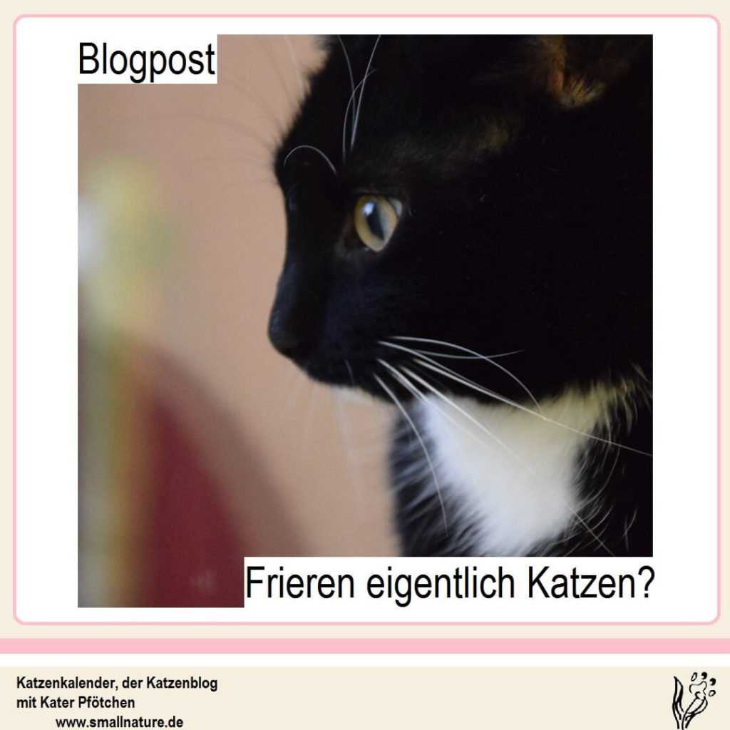 Katzenleine und Geschirr verwenden