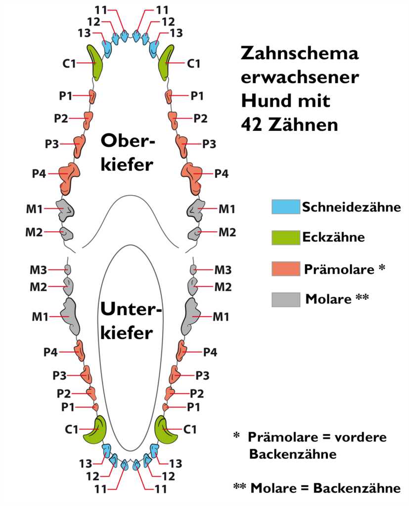 Was passiert, wenn der Zahnwechsel nicht richtig verläuft?