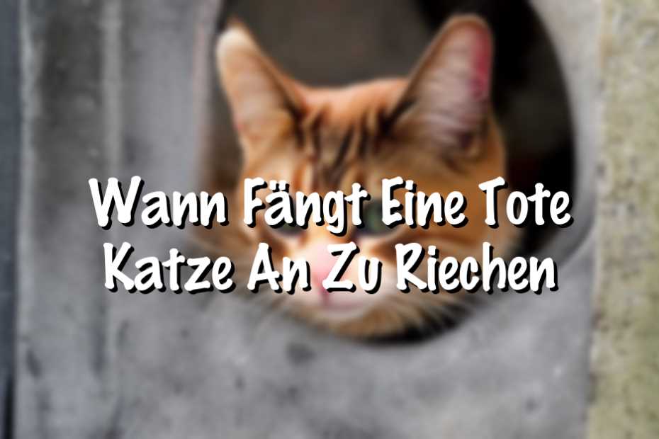 Wie die Nase einer Katze funktioniert