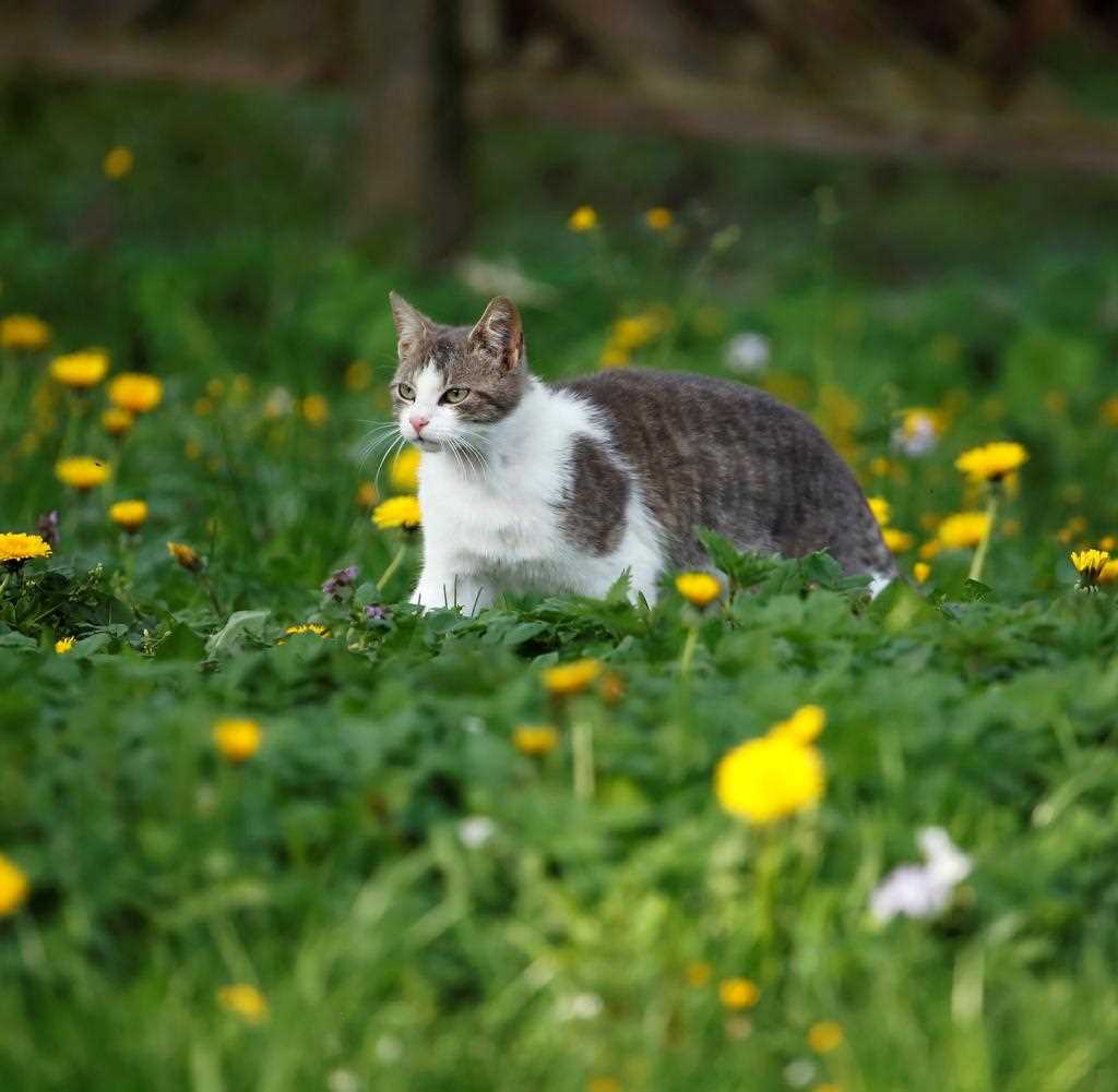 Das Verhalten einer Katze beim Riechen von Nahrung