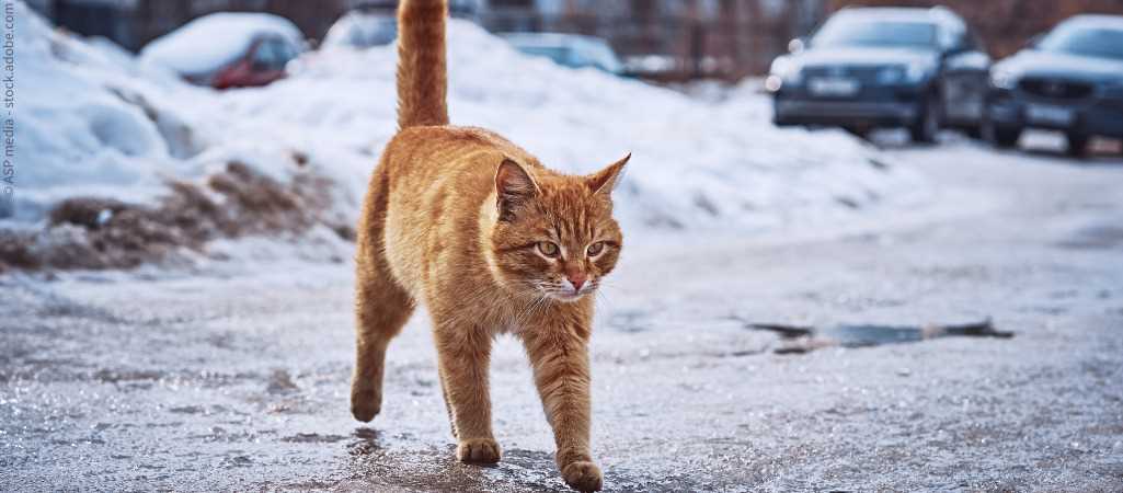 Katzenkleidung verwenden