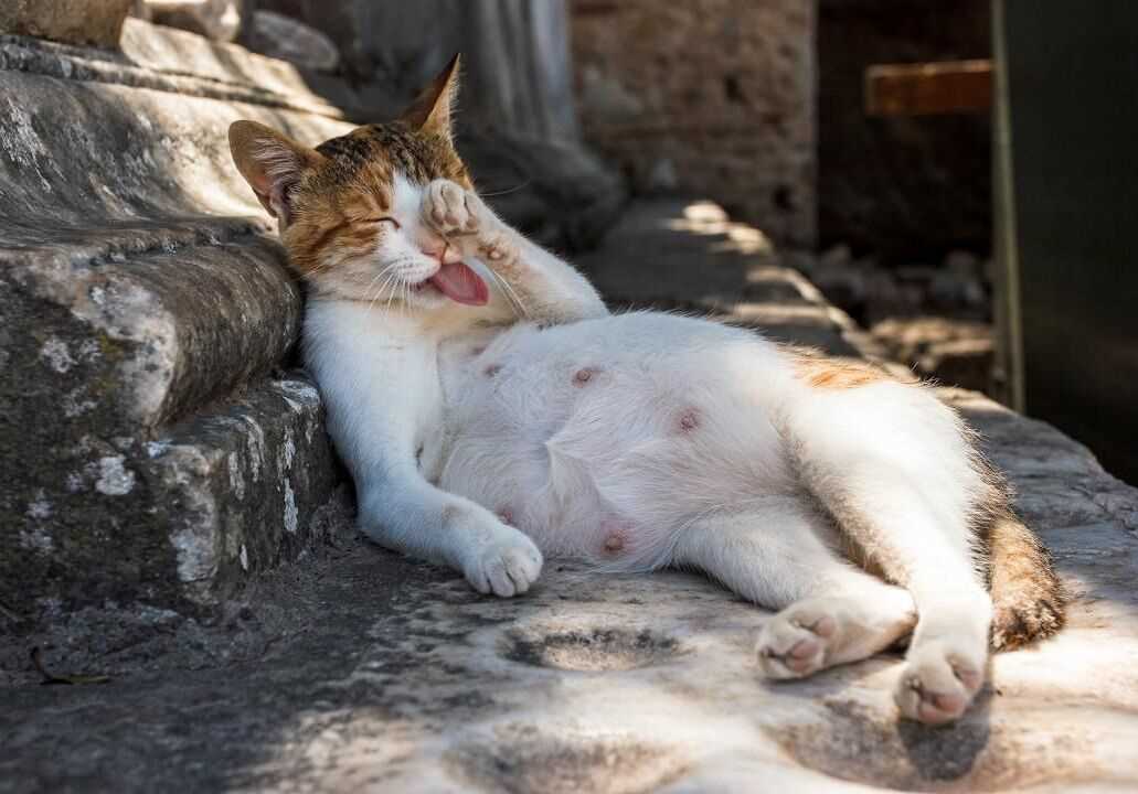 Wann frisst eine Katze nach der Geburt?