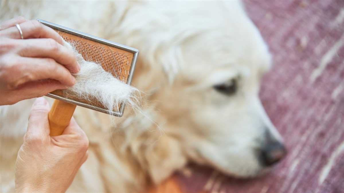 Warum haaren Hunde und was man dagegen tun kann – Tipps für Hundefreunde