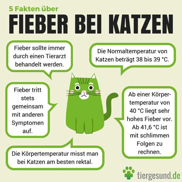 Katzensicherheit