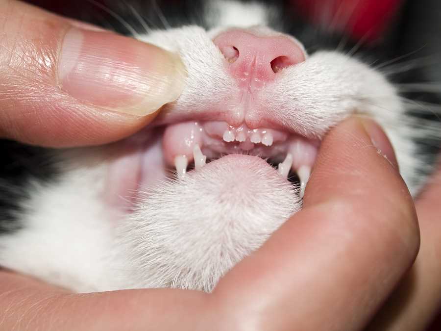 Wann haben Katzen Zahnwechsel? Alles, was Sie wissen müssen