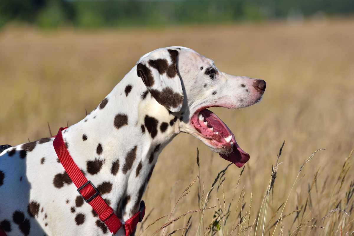 Warum hecheln Hunde? Gründe und Lösungen erklärt