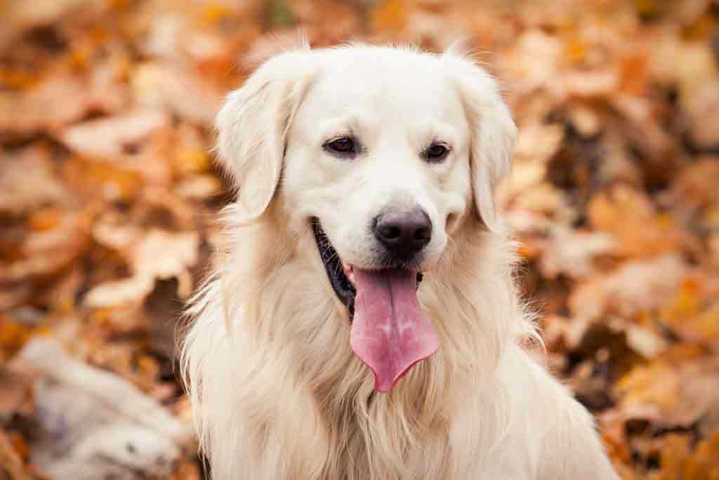 Anzeichen einer Überhitzung bei Hunden