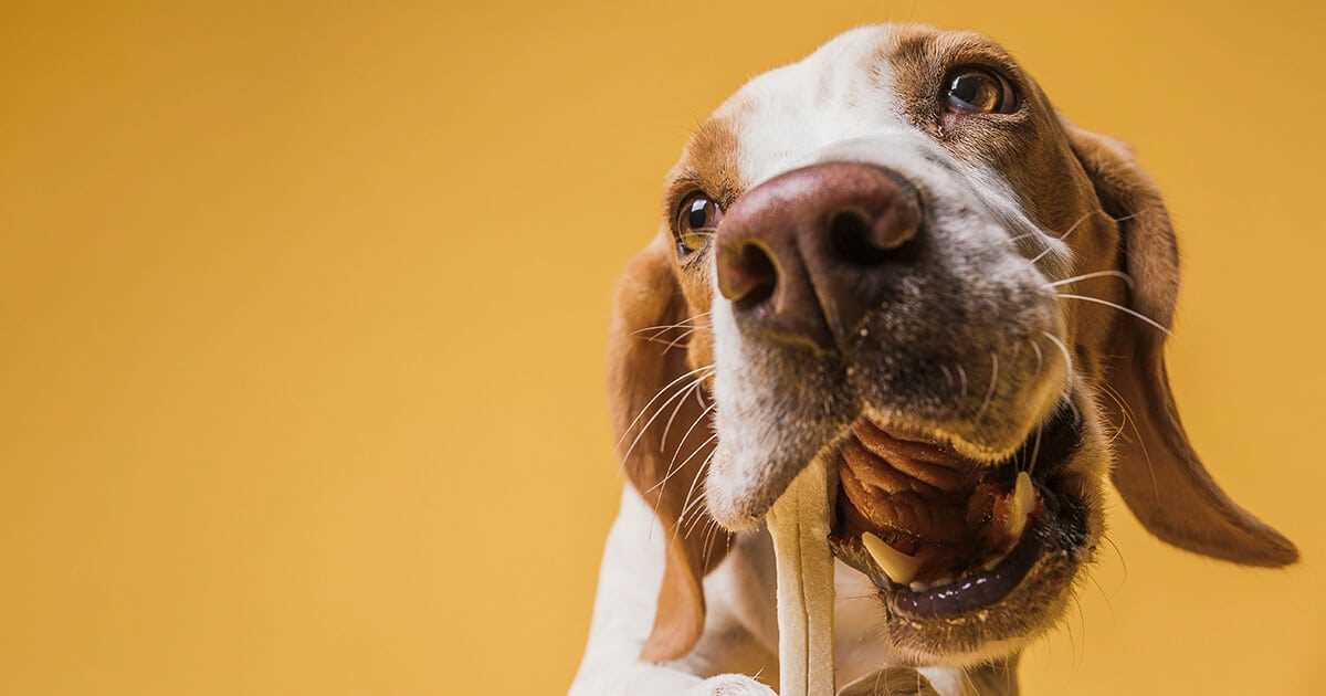 Wann sollte ein Hund abends das letzte Mal trinken?